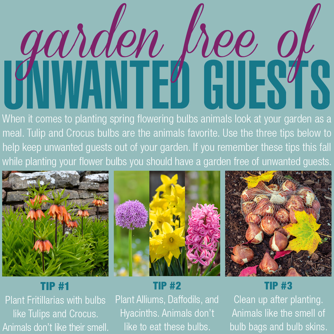 Tips for a Garden Free of Unwanted Guests
